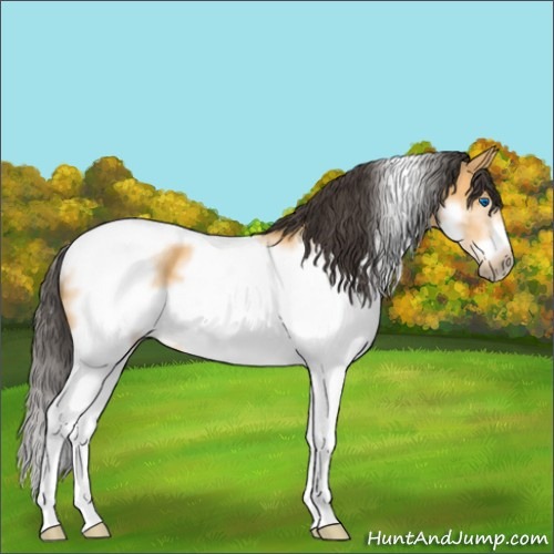 Horse Color:White Spotted Buckskin Splash Tobiano Frame 