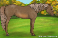 Horse Color:Chocolate Palomino Roan 
