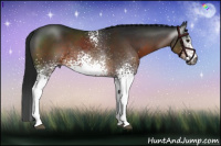Horse Color:Gray White Spotted Buckskin Sabino Rabicano 