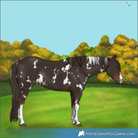 Horse Color:White Spotted Liver Chestnut 