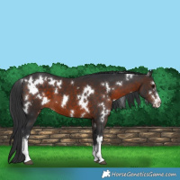 Horse Color:White Spotted Brown Sabino