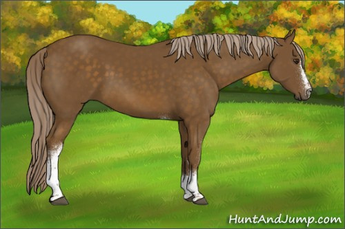 Horse Color:White Spotted Chocolate Palomino Tobiano 