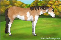 Horse Color:Buckskin Splash Rabicano 