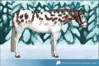 Horse Color:White Spotted Liver Chestnut Appaloosa Rabicano