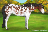 Horse Color:White Spotted Bay Appaloosa Rabicano 