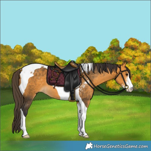Horse Color:Buckskin Sabino Tobiano 