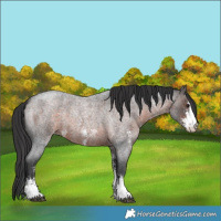 Horse Color:Brown Roan Sabino Appaloosa 