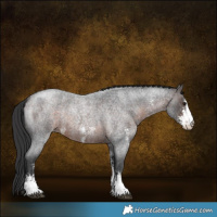 Horse Color:Brown Roan Sabino Appaloosa 
