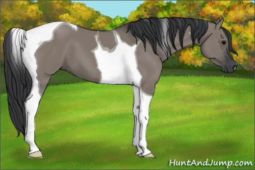 Horse Color:Grullo Tobiano