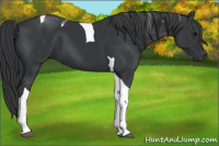 Horse Color:Black Tobiano
