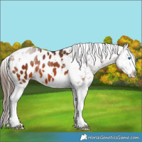 Horse Color:Bay Splash Tobiano Appaloosa 