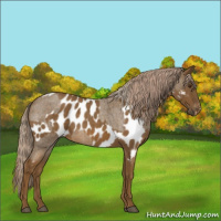 Horse Color:Chocolate Palomino Roan and Chocolate Palomino Roan Appaloosa