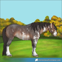 Horse Color:Bay Sabino 