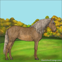 Horse Color:Chocolate Palomino  and Chocolate Palomino 