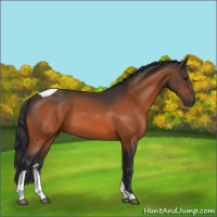 Horse Color:Bay Tobiano 