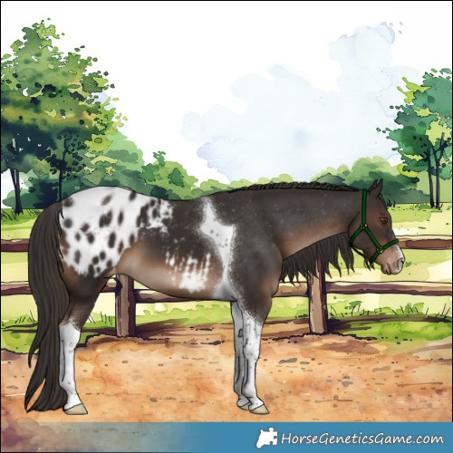 Horse Color:White Spotted Liver Chestnut Tobiano Appaloosa