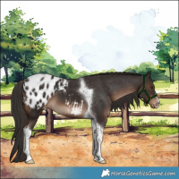 Horse Color:White Spotted Liver Chestnut Tobiano Appaloosa 