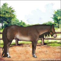 Horse Color:Liver Chestnut Sabino Tobiano 