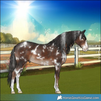 Horse Color:White Spotted Liver Chestnut Sabino 