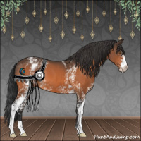 Horse Color:White Spotted Bay 