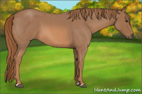 Horse Color:Red Roan 