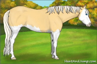 Horse Color:Palomino Splash 