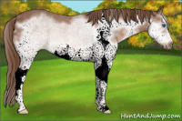 Horse Color:White Spotted Liver Chestnut Splash Frame 