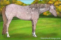 Horse Color:Liver Chestnut Ice 
