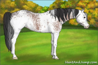 Horse Color:White Spotted Brown Ice 