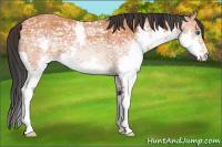 Horse Color:Bay Ice Splash 