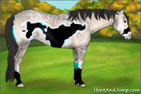 Horse Color:Liver Red Onyx Ice Frame 