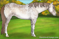 Horse Color:Red Onyx Ice