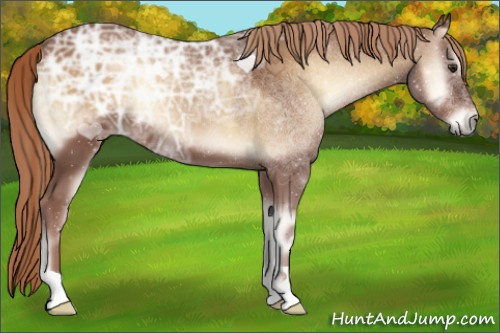 Horse Color:Red Onyx Ice
