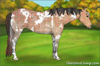 Horse Color:Plaid  White Spotted Buckskin Ice 