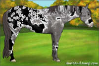 Horse Color:White Spotted Smoky Black Ice Frame Appaloosa 