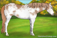 Horse Color:White Spotted Chestnut Ice Frame 