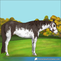 Horse Color:White Spotted Liver Chestnut Varnish Rabicano 