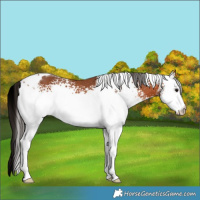 Horse Color:White Spotted Bay Tobiano Rabicano