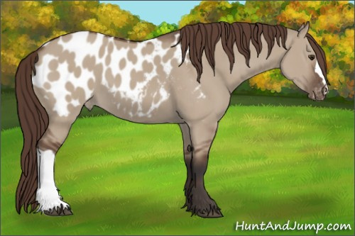 Horse Color:Bay Dun Appaloosa 