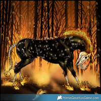 Horse Color:Void Bay Dun Blanket Rabicano 