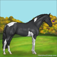 Horse Color:Blue Roan Tobiano 