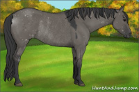 Horse Color:Grullo Rabicano 