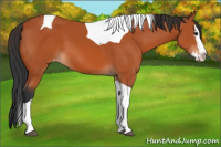 Horse Color:Bay Splash Tobiano Varnish 