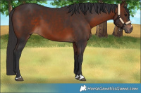Horse Color:Bay 