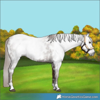 Horse Color:Gray Chestnut Near Leopard 