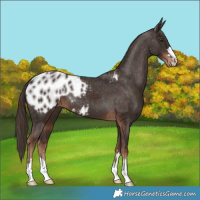 Horse Color:Liver Chestnut Appaloosa 