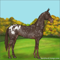 Horse Color:Liver Chestnut Appaloosa Rabicano 