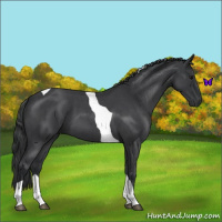 Horse Color:Blue Roan Tobiano 