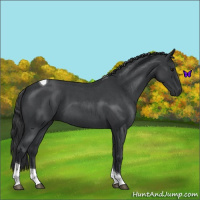 Horse Color:Blue Roan Tobiano