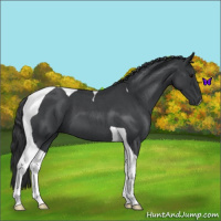 Horse Color:Blue Roan Tobiano 